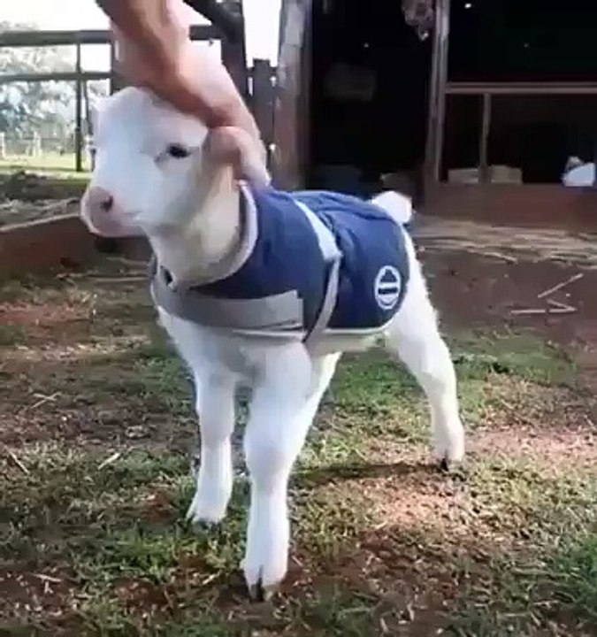 Check out his tail. Funny Video