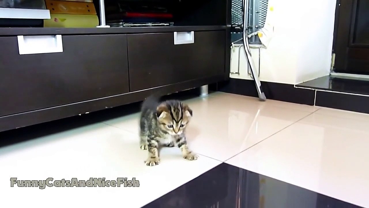 Un Scottish Fold est aussi agile qu'un ninja!