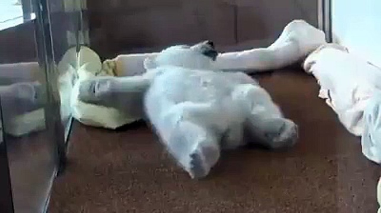 baby bear cant sleep without cushion
