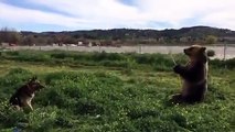 Just a Brown Bear spraying a Dog with a Hose - YouTube