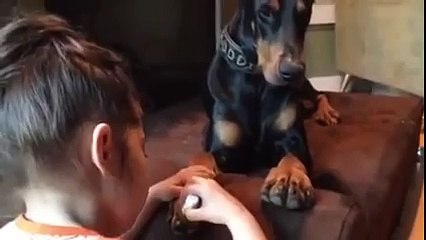 Just a Doberman getting his nails done - YouTube