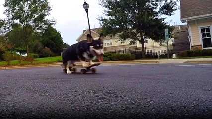 Kaykay Süren Korgi Cinsi Köpek