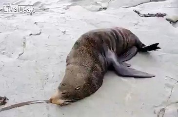 LiveLeak Vomiting Fur Seal