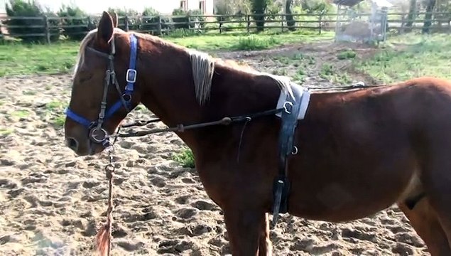 EVEREST QUESNOT AUX ELASTIQUES