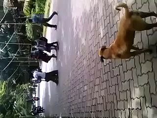 Lrkion k samny shokiaan marny waly