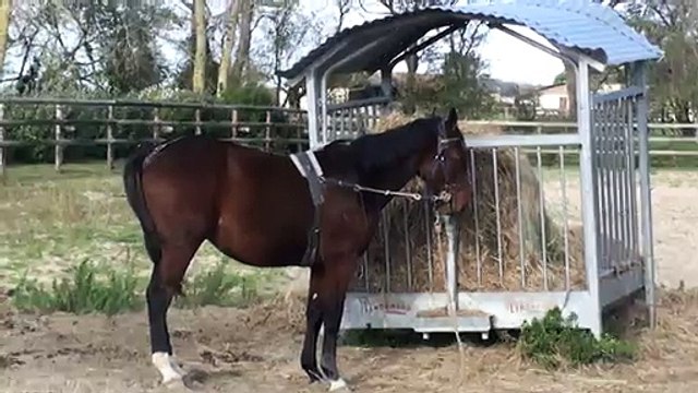 EDEN SISSI AUX ELASTIQUES