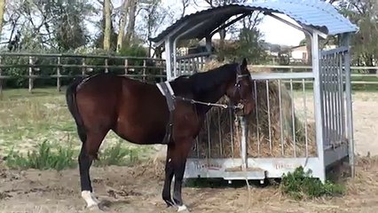 EDEN SISSI AUX ELASTIQUES