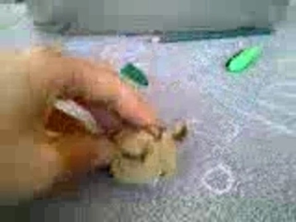 Boulette la Belette