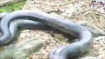 Snakes Mating WEIRD SEX !!, (Intercourse) HD Must See
