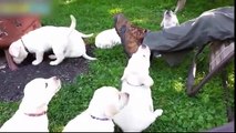 Perros Chistosos y Tiernos 10 minutos, Videos perros Divertidos