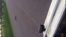 Newborn Fawn napping in the Middle of the Road - YouTube