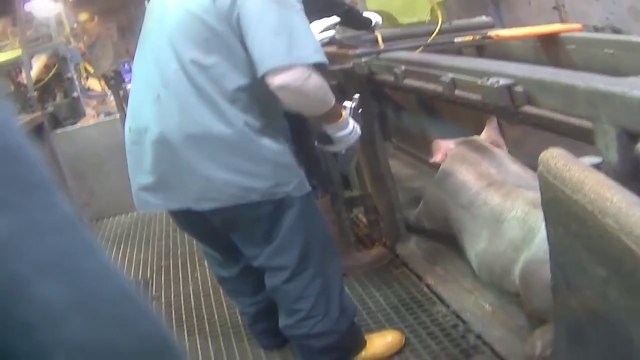 L'abominable Traitement des Porcs dans un Abattoir Industriel