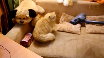 КОТ И ПЫЛЕСОС