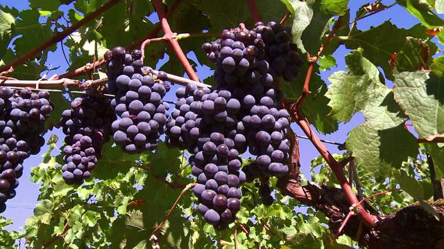 Climat : quels cépages pour quel vin de Bordeaux dans 50 ans ?