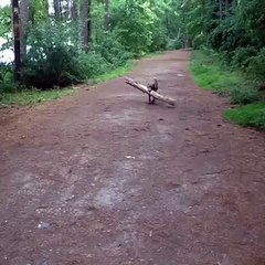 Playing fetch, but he came back with something way bigger