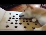 Puppy Loses His Temper Over the Game! LOL - YouTube