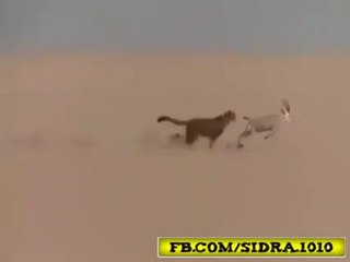 یک شکاری ایسا بھی ہے! - lion and deer arabic people amazing video