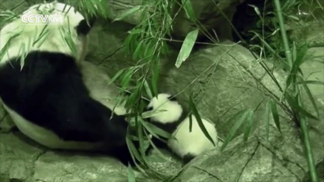 Bei Bei, le bébé panda du zoo de Washington fait ses premiers pas