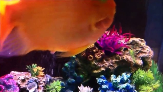 Эта рыбка каждый вечер с нетерпением ждет своего хозяина