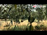 Tg Antenna Sud - Ladri di olive, arresti nelle campagne
