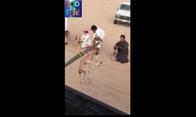 toofani network arabian prey gote