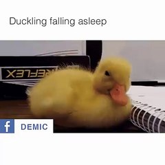 duckling falling asleep