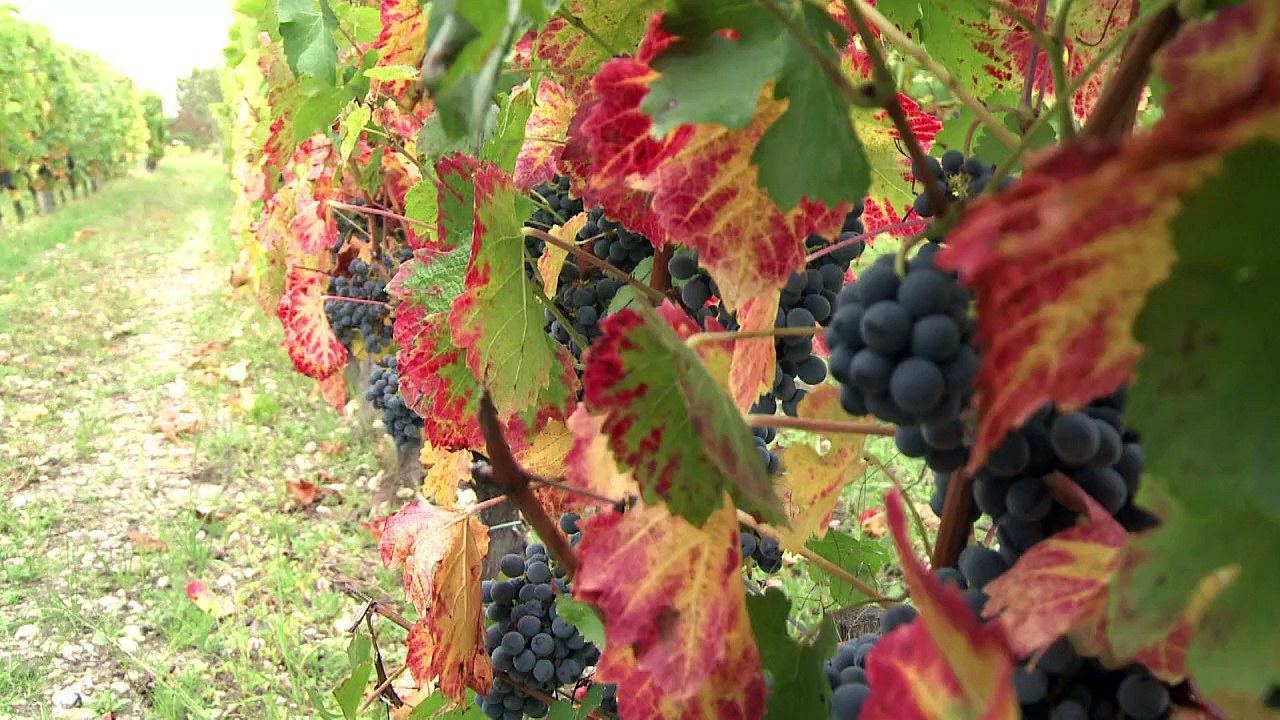 Climat: quels cépages pour quel vin de Bordeaux dans 50 ans ?