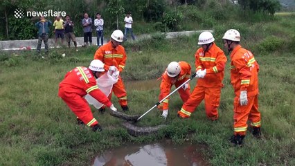 Firefighters catch huge python that ate ducks from farm