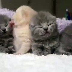 Cute Kitties