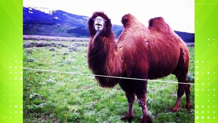 Başka Bir Şeye Daha Benzeyen 35 Şey