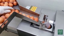 Une machine qui casse des oeufs à la chaine