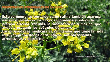 BENEFICIOS DE LA RUDA