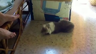 Funny Videos 2014 Funny Cats Video Funny Cat Videos Ever Funny Animals Funny Fails 2014