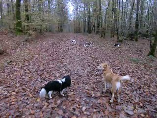 Balade en forêt en fin d'automne