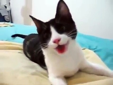 Ce chat se prend pour un chien... Trop mignon