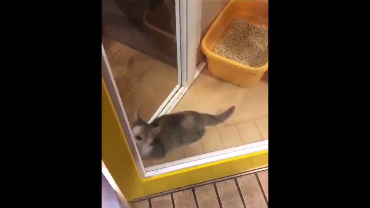 Jumpy le chat qui saute... Minou trop mignon