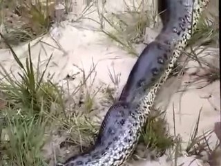 cazan víbora muy grande y mira lo que encontraron [They hunt big snake and look what they found]