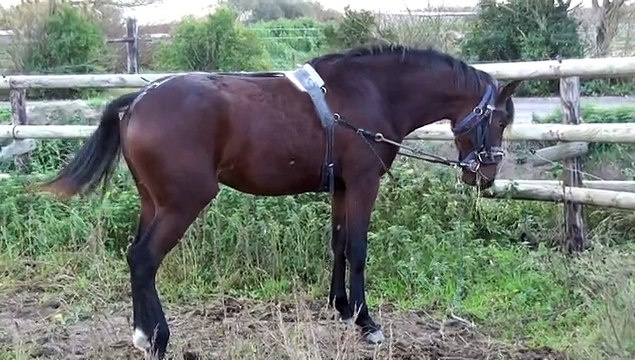 EMERAUDE DE NESLE AUX ELASTIQUES