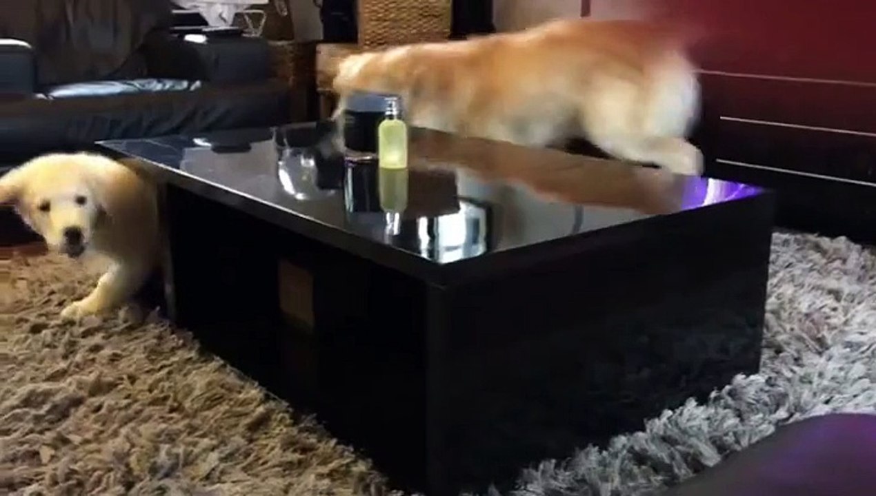 Big Brother Golden