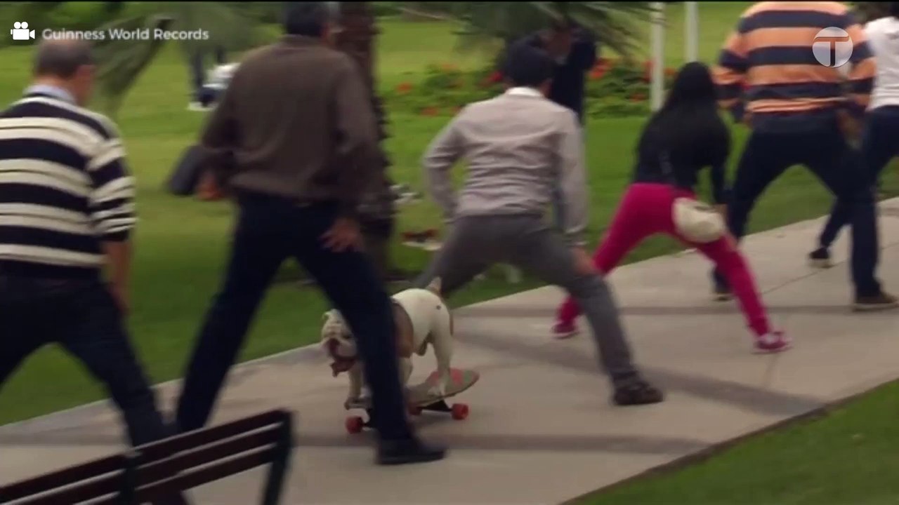 Skateboarding Dog Breaks Guinness World Record