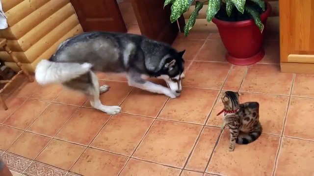 Хаски знакомится с кошкой