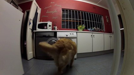 Adorable : ce chien récupère son doudou dans la machine à laver