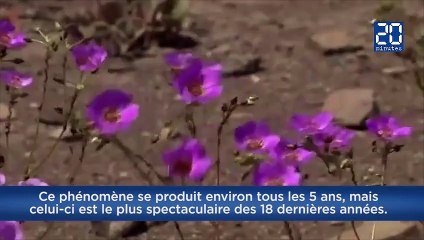 Au Chili, un désert se transforme en un champ de fleurs
