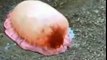 strange creature discovered in japan guys are stonish to see this amazing sea animal