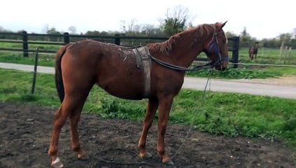 ELISA DU VIVIER AUX ELASTIQUES PRESENTEE PAR F.TOQUET