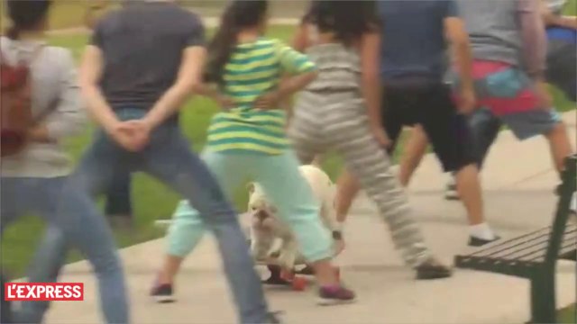 Un bouledogue passe en skateboard entre les jambes de 30 personnes