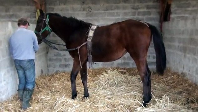 EMERAUDE D YVEL PRESENTEE PAR F.TOQUET ALORS QU ELL EST AUX ELASTIQUES