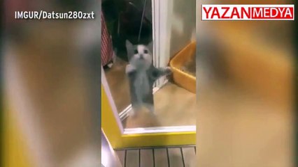 Sahibini Gören Yavru Kedi Sevinçten Kendinden Geçti