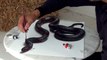 3D Drawing of a Lifelike Snake | 3D Painting Optical