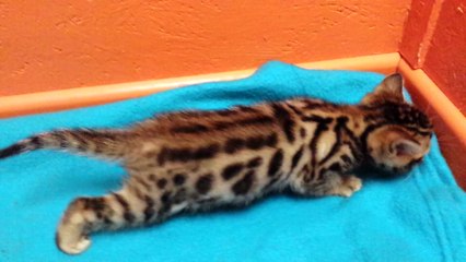 Femelle Brown rosettes tabby